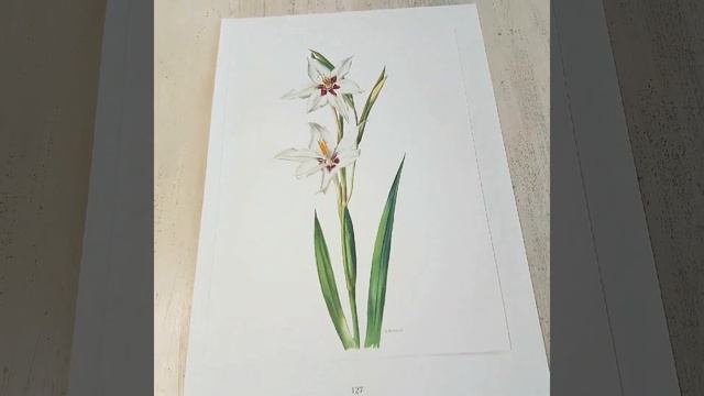 French vintage white Acidanthera print (Abyssinian gladiolus)