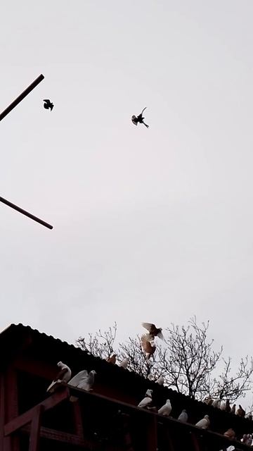 МАЛЯ СРЕДНЕАЗИАТСКИЕ БОЙНЫЕ ГОЛУБИ .ГОЛУБИ НОВОАЛЕКСАНДРОВСКА. АЛЕКСЕЙ.