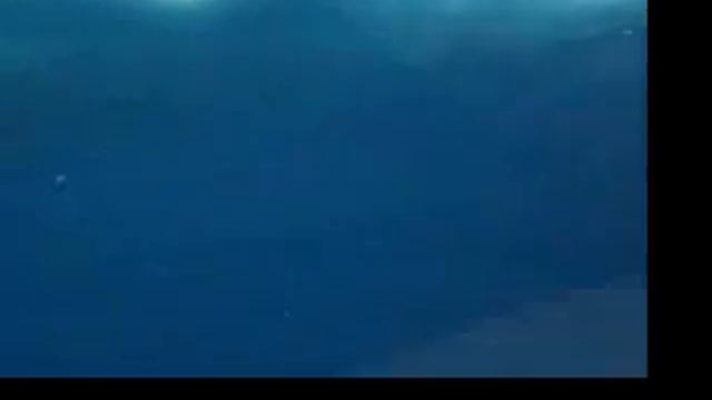 VANCOUVER BELUGA WHALES смотреть онлайн