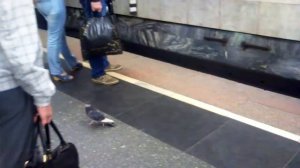 Голубь в метро.mp4