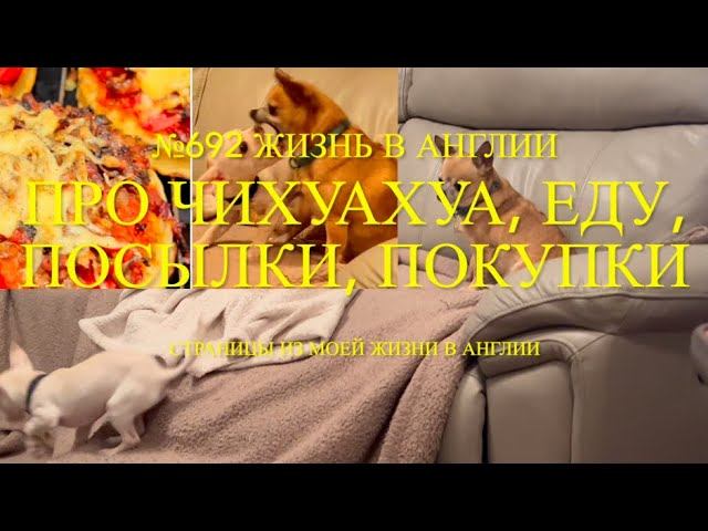 Про наших чихуахуа щенка Люси и Лилли. Ещё про еду, посылки и покупки. №692 Жизнь в Англии