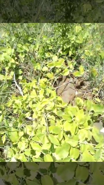 Быстрорастущий вид растений. смотреть онлайн