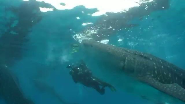 whale shark at Oslob（Aaron Beach Resort）　in　Cebu Is. Philippines 　ジンベエザメ　捕食シーン