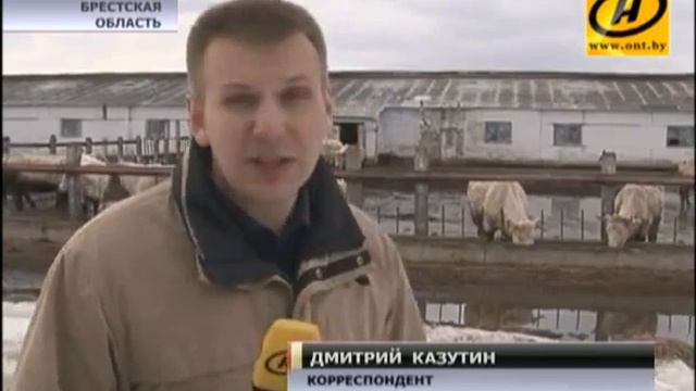 Брестская область,племенные коровы - в ужасных условиях. смотреть онлайн