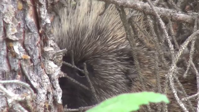 Porcupine ( Дикобраз смотреть онлайн