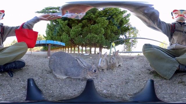 VR 360° | The kids came too! Feeding time for parent and child rabbits of different colors! смотреть онлайн