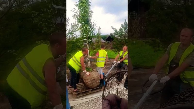 Посадка березы на участок