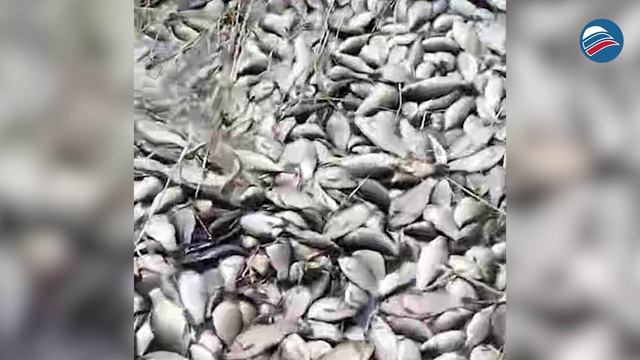 Рыбье царство: Как половодье превратило берега в настоящую рыбную ярмарку
