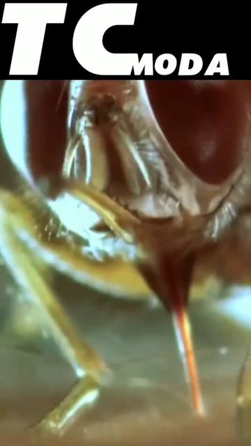 the deadliest fly on the earth #shorts #insect #nature смотреть онлайн