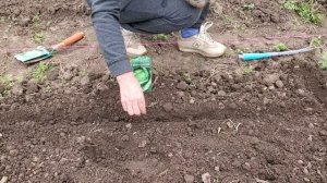 Семена капусты Каменная голова. От семян до урожая.