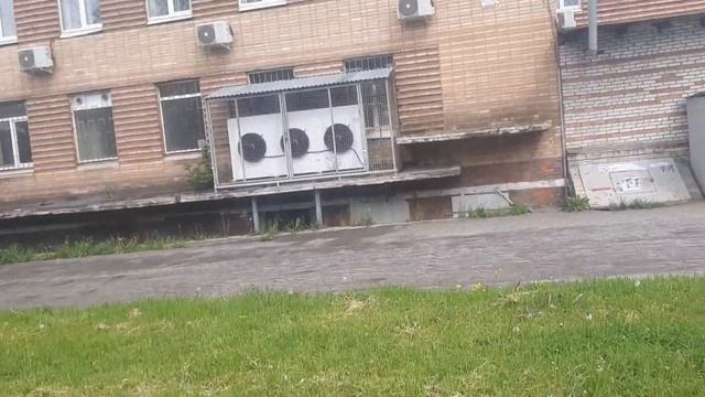 Цепочка Лео на картинах Союз Художников Chibo Юлия Денисова Татьяна Васильева Чёрный Пёс Петербург