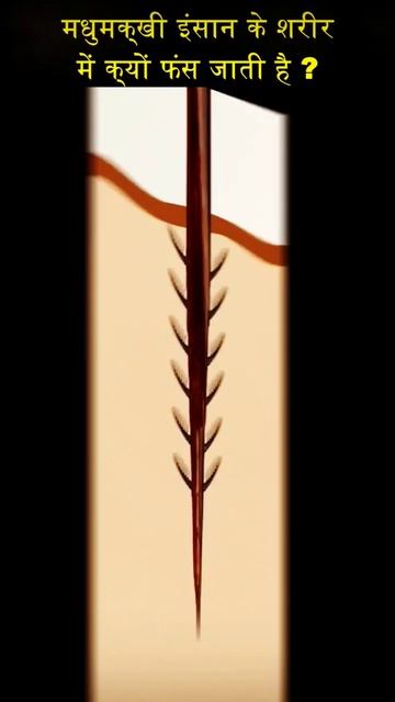 Why Does Honey Bee Get Stuck In Human Body? смотреть онлайн