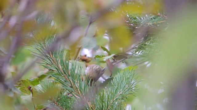 чиж самочка смотреть онлайн