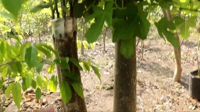 Sering gagal grafting tin on loa?? смотреть онлайн