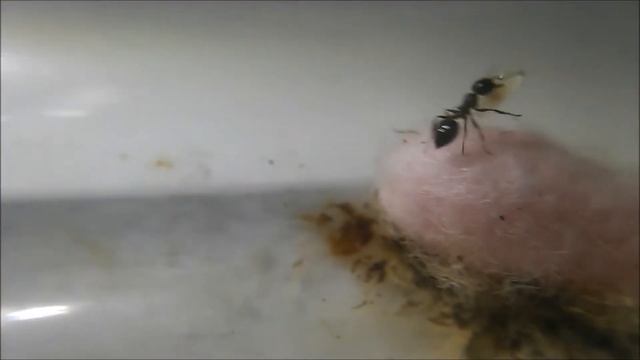 My Crematogaster sp.1 Colony 10-18-14 смотреть онлайн