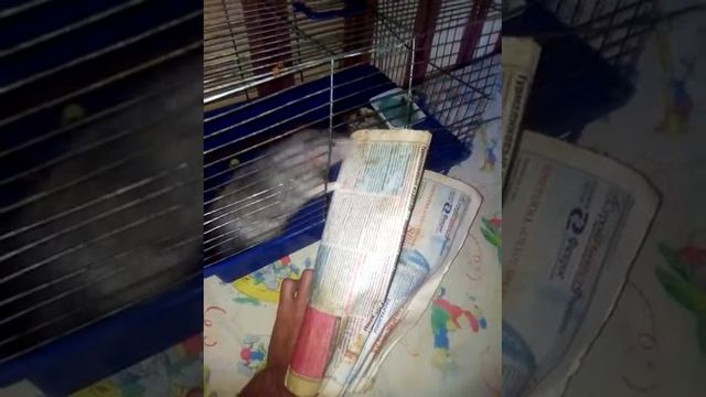 Крыса любит читать смотреть онлайн