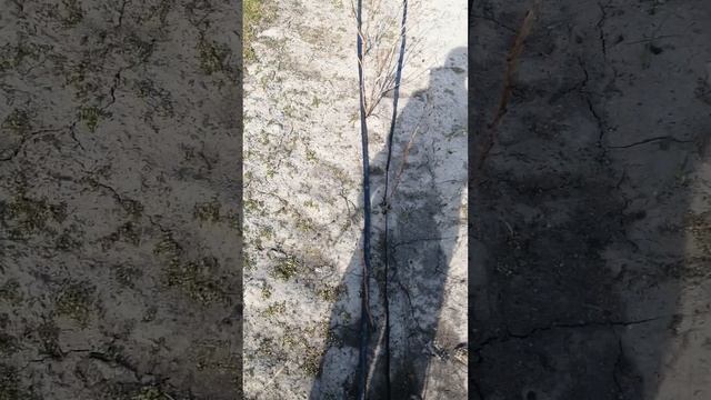 Продолжаем весенние работы в саду, сегодня у нас обрезка малины. #весна #малина смотреть онлайн