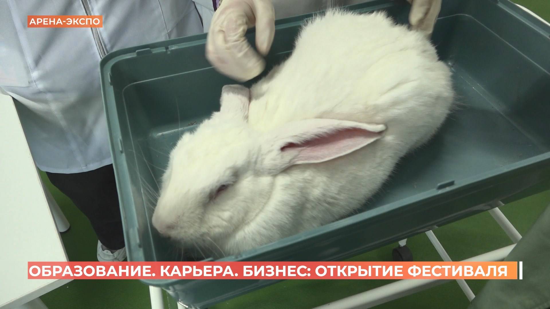 Фестиваль "Образование. Карьера. Бизнес" стартовал в Ростове