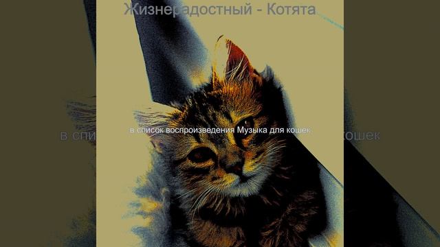 Звуки (Дрессировка кошки) смотреть онлайн