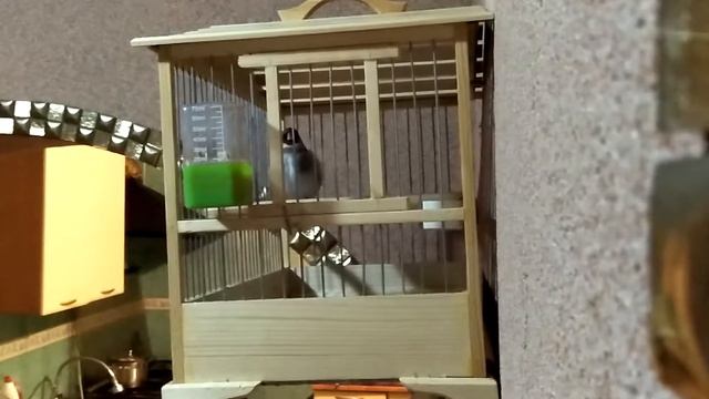 щегол .Сарыагаш. смотреть онлайн