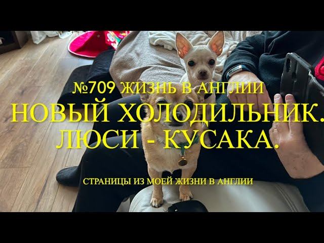 Привезли нам новый холодильник. Наша Люси - кусака. №709 Жизнь в Англии