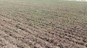 Дискую люцерну.