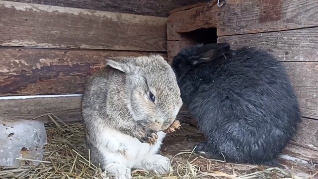 Как умываются наши кролики😉 смотреть онлайн