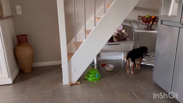 Цветы от мужа 🤩Моя комната 🤔Я думаю хорошо! Чем кормлю своих собак 🐕🦺🐶 смотреть онлайн