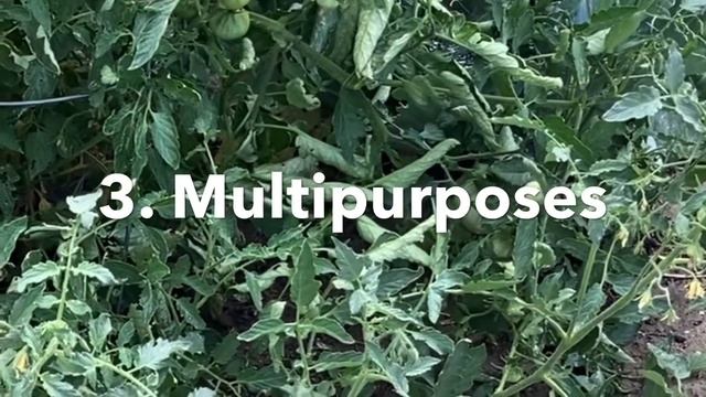 What’s One of My Favorite Tomato Varieties to Grow? смотреть онлайн