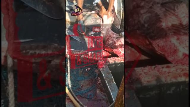 Manta ray fish cutting skills | sea fish official смотреть онлайн