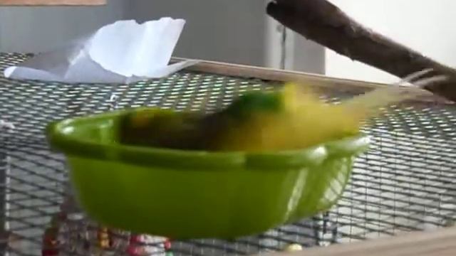 Купание волнистиков смотреть онлайн