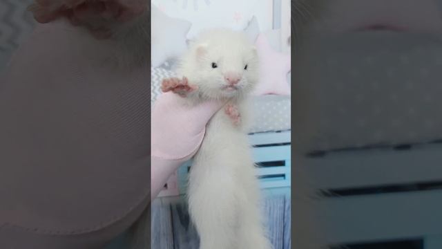 хорек девочка ангора смотреть онлайн