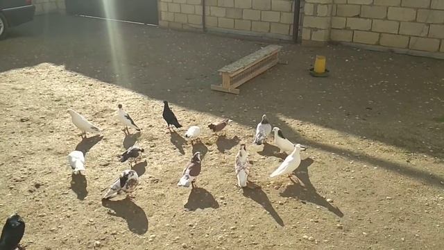 Səhər tezden/pigeon 2018 смотреть онлайн