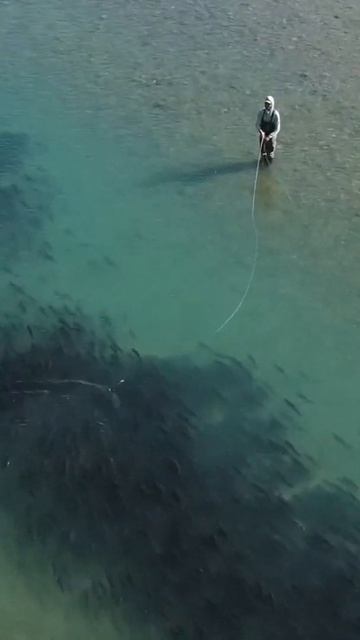 ВОТ ЭТО РЫБАЛКА ! РЫБА МЕЧТА ! СКОЛЬКО ЖЕ ЗДЕСЬ РЫБЫ 😲 смотреть онлайн