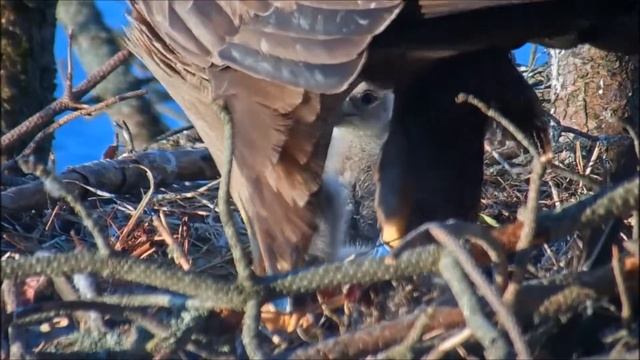 Орлан белохвост Норвегия 08.05.2019 смотреть онлайн