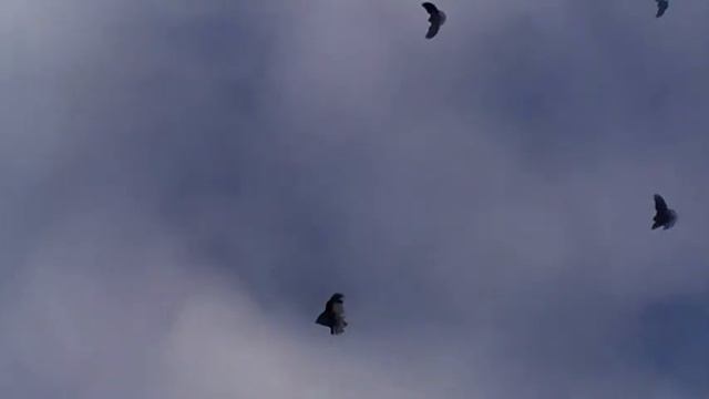 4.01.2022 Мелитопольские голуби смотреть онлайн