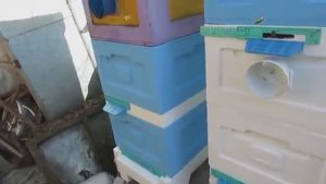 ужасы на пасеке Ужакина Игоря, летки зимой были максимально закрыты, а в улье после зимовки сухо