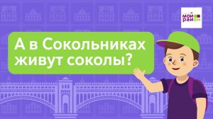 Дети спрашивают: «А в Сокольниках живут соколы?»