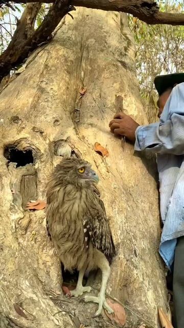 Walking to see the eagle head out of the run part 05#parrot #birds #nature #devon #lostparrot #lost смотреть онлайн