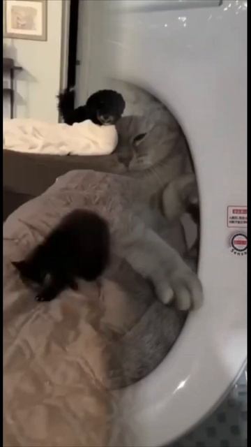 Забавы молодых #funnyanimals #music смотреть онлайн