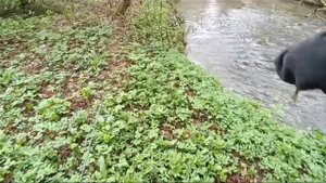 Отпускаем крупную форель.