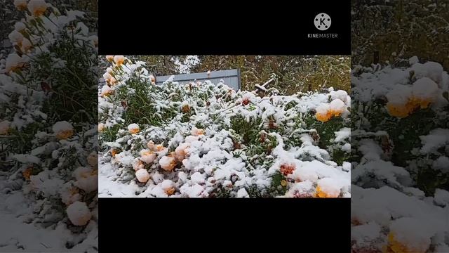 Цветы под осенним снегом