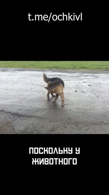 ЗАБРАЛИ ВЫБРОШЕННУЮ СОБАКУ #shorts #помощь_бездомным_животным смотреть онлайн