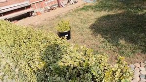 стрижка разделительного бордюра из бирючины... 16.09.2023г.