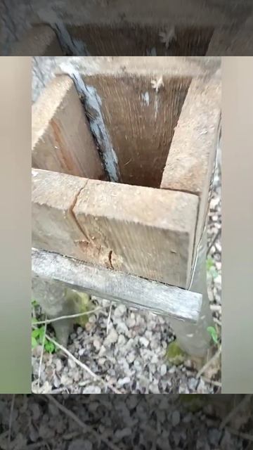 Синица защищает гнездо смотреть онлайн