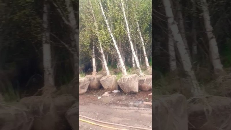 Приехали в питомник за саженцами. Выбора много, цены разные.