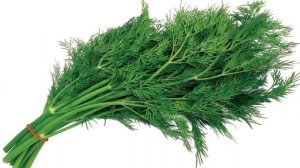 Что бы избавиться от болезней.  Чудо свойства семян укропа