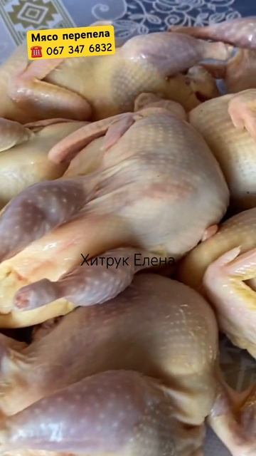 Купить Мясо перепела ORGANIC Техасский мясной перепел Хитрук Елена Украина #инкубационноеяйцо