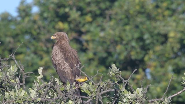 Lesser Spotted Eagle, Aquila pomarina, gets irritated. смотреть онлайн