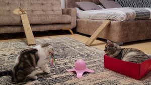 Кролик с интересом наблюдает за играми Папы кота и Котёнка